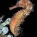 seahorse_thorny_fb_bb_si_v_0667_kom1385.jpg